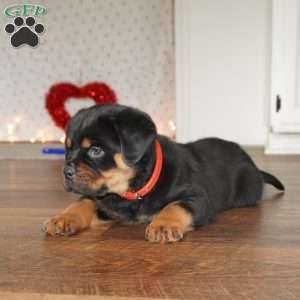 Duke, Rottweiler Puppy